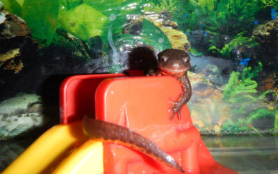 The Enchanting World of the Japanese Fire Belly Newt